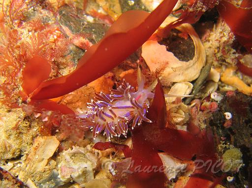 Grande facéline - Facelina coronata 2.JPG - Mer de la Manche - Cherbourg
